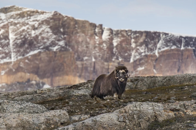 Musk ox in Greenland; Photo source: site 