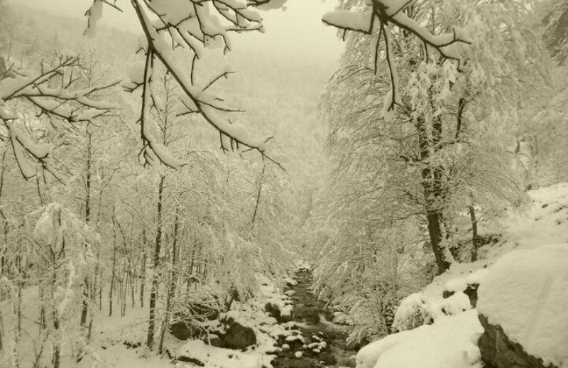 The forest of two thousand three thousand in the snow; Photo Source: salaameno.com. Photographer: Unknown