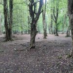 The nature of Brinjstanak forest, photo source: Google Map, photographer: Mohammad Hossein Nadali