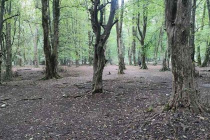 The nature of Brinjstanak forest, photo source: Google Map, photographer: Mohammad Hossein Nadali