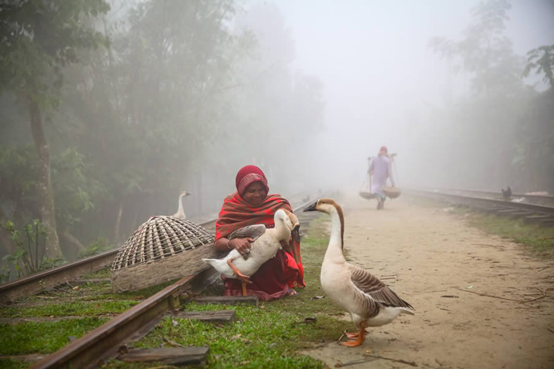 A woman with domestic geese near the Bangladesh Railway; Photo source: 121clicks.com; Photographer: Mou Aysha