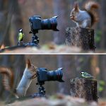 Squirrel and bird photographing each other