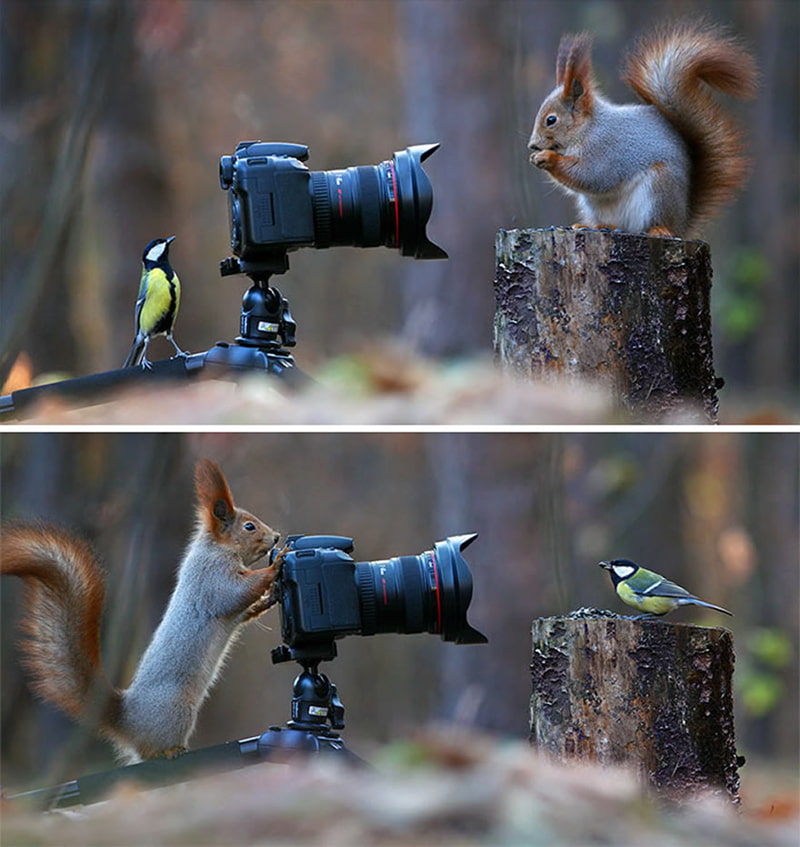 Squirrel and bird photographing each other
