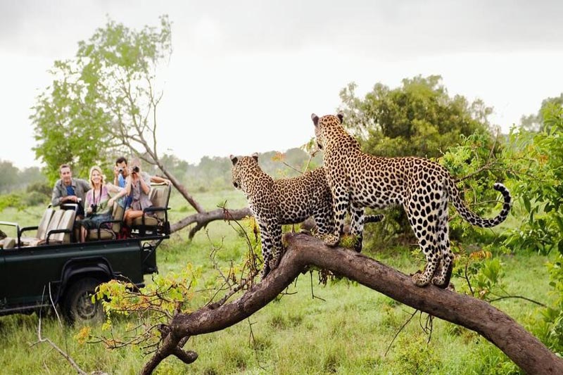 Kruger National Park reportage; Opportunity to camp in South African wildlife