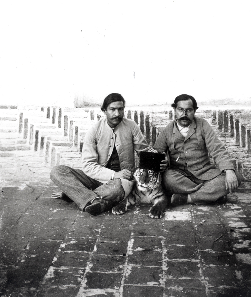 Photo of a domestic tiger in the Qajar period