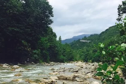 Dalkhani Forest River. Photographer: Mahshid Hosseini