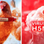 Video/ What will be the biggest disease of 2025?