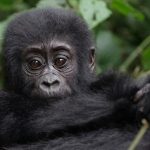 Video/Rescuing a baby gorilla from a Turkish plane