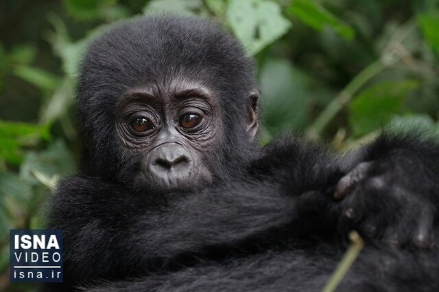 Video/Rescuing a baby gorilla from a Turkish plane