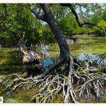 What is a mangrove forest?