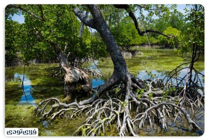 What is a mangrove forest?