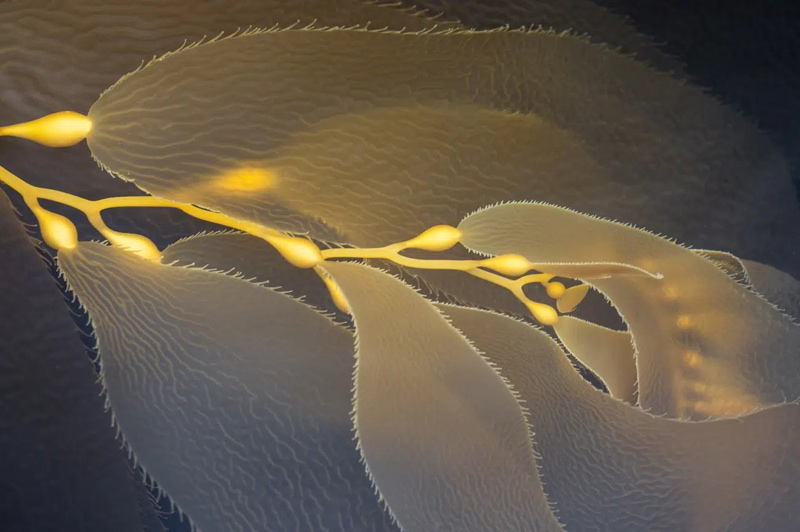 The plant branch in California National Park; Photographer: Sigfrido Zimmermann from America