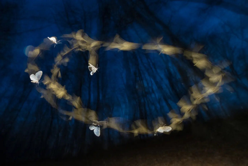 Winter butterfly flying in a forest in Hungary; Photographer: FERENC KOCSIS from Hungary