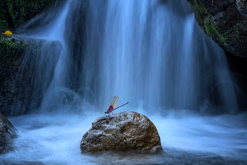 Dragonfly beside the waterfall; Photographer: Yong Miao from China
