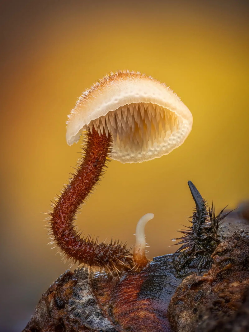 A kind of Chinese ear fungus in pine cone; Photographer: Barry Webb from Britain