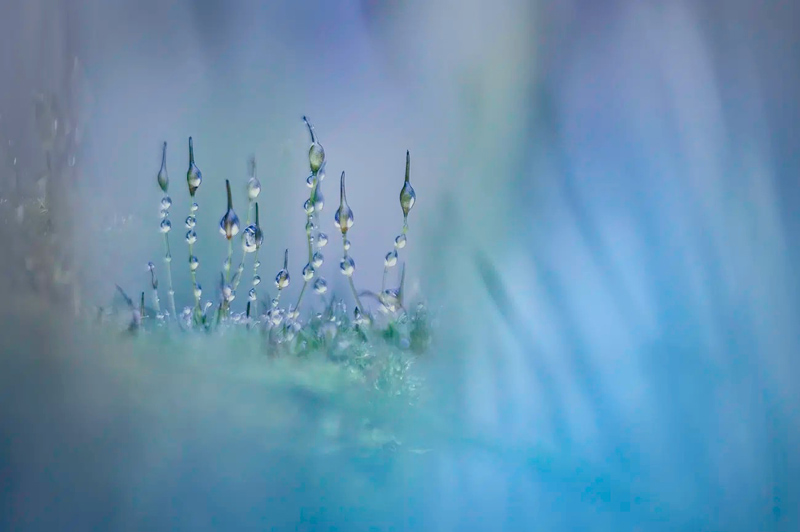 Dew mosses; Photographer: PIT HAAKSMA from the Netherlands