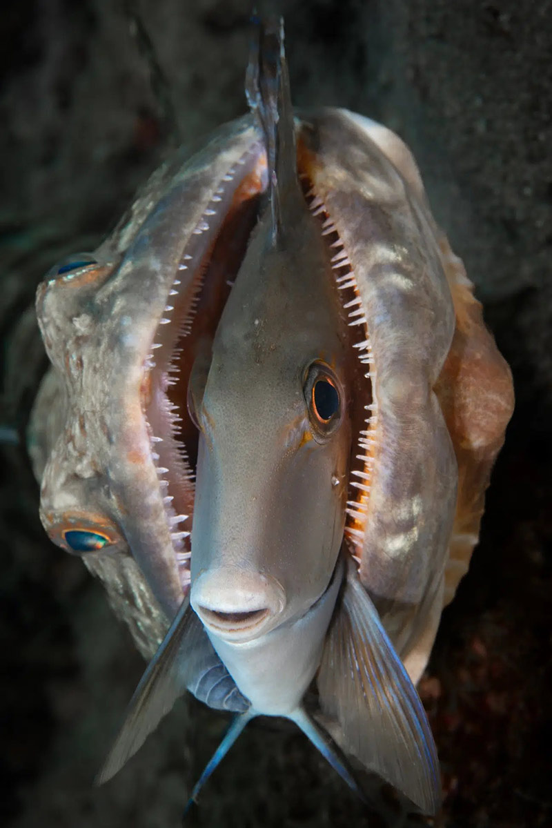 Small fish in the jaws of a larger fish; Photographer: Gabriel Jensen from <a href=