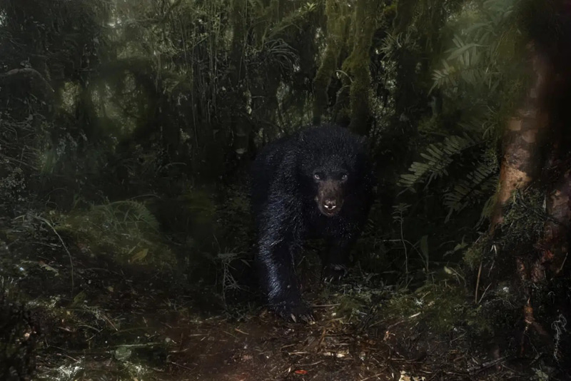 A black bear among the dense foliage of the rainforest; Photographer: Santiago J. Monroy García from <a href=