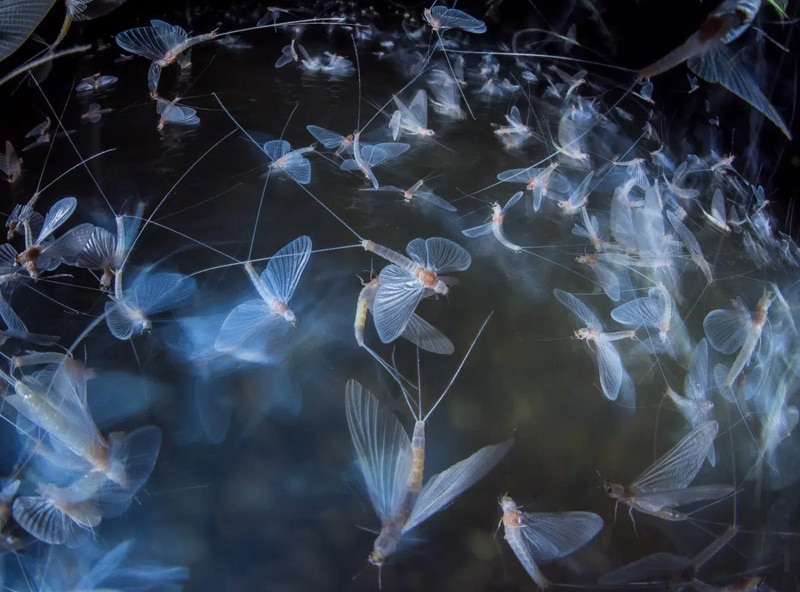 Danube flies congestion; Photographer: imre potyó from <a href=