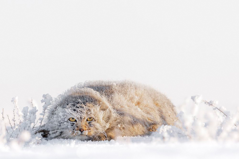 Wild cat in snow and ice; Photographer: Joshua Holko from <a href=