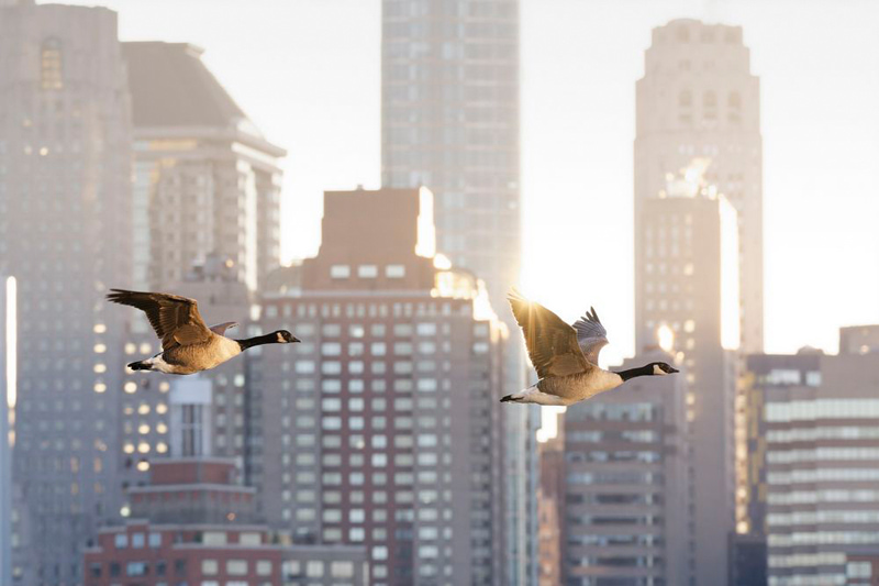 Flying birds in front of tall buildings; Photographer: Pascal Beaudenon