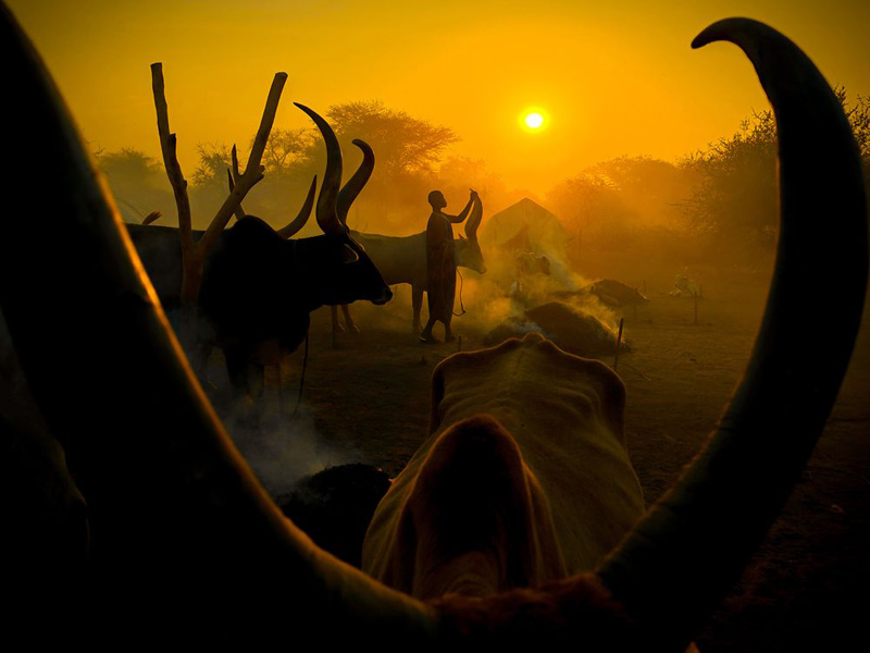 The passage of the cow's flock during sunrise; Photographer: Jurica Galic of Croatia