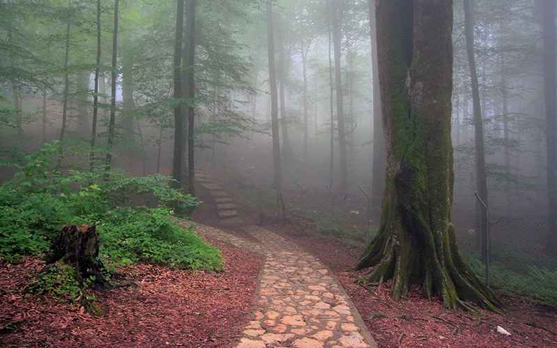 Abrood Salt Forest in May, Photo Source: Google Map, Photographer: Anita Kandahari