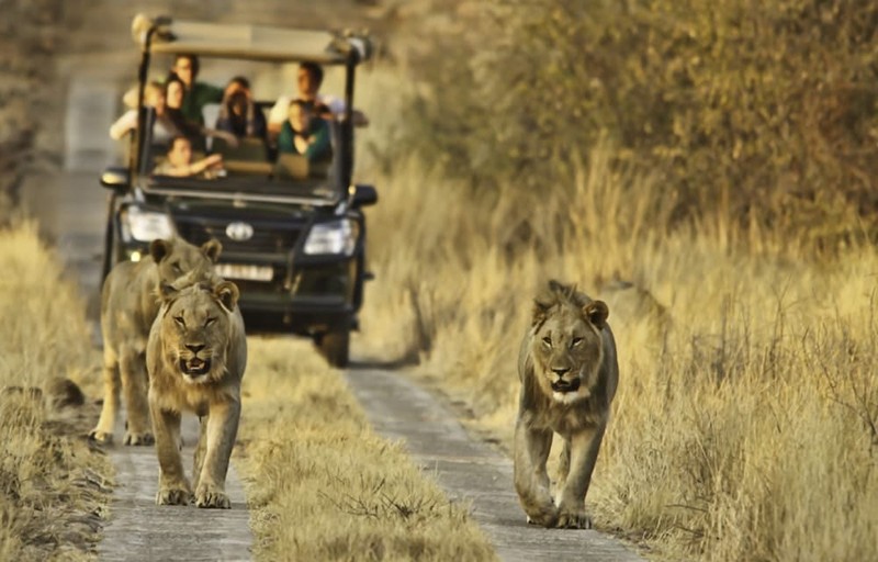 Safari in South African National Park, Photo Source: Discoveafrica.com, Photographer: Unknown