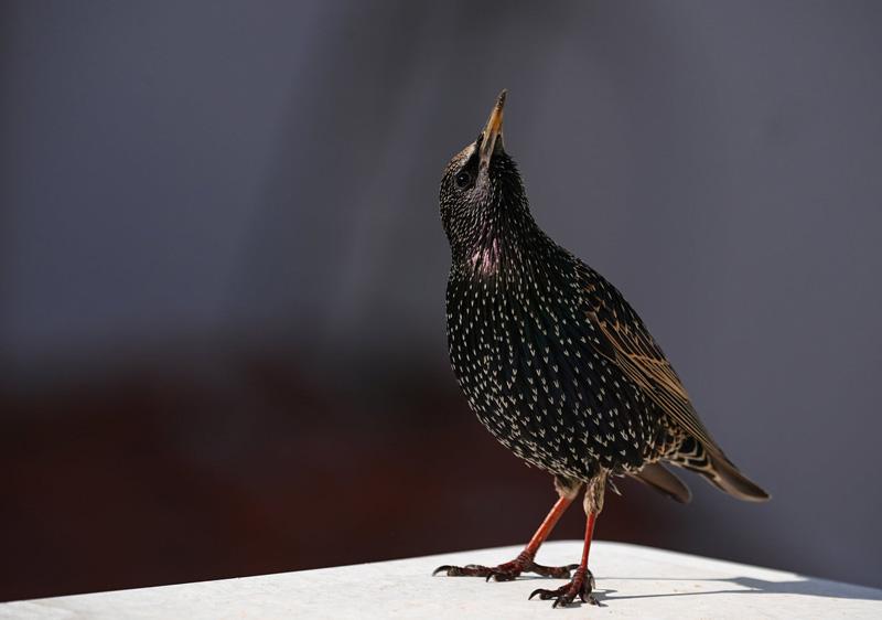 Ordinary sar on the west coast of Anatolia in Türkiye; Photo Source: Theguardian; Photographer Name: Mahmut Serdar Alakus