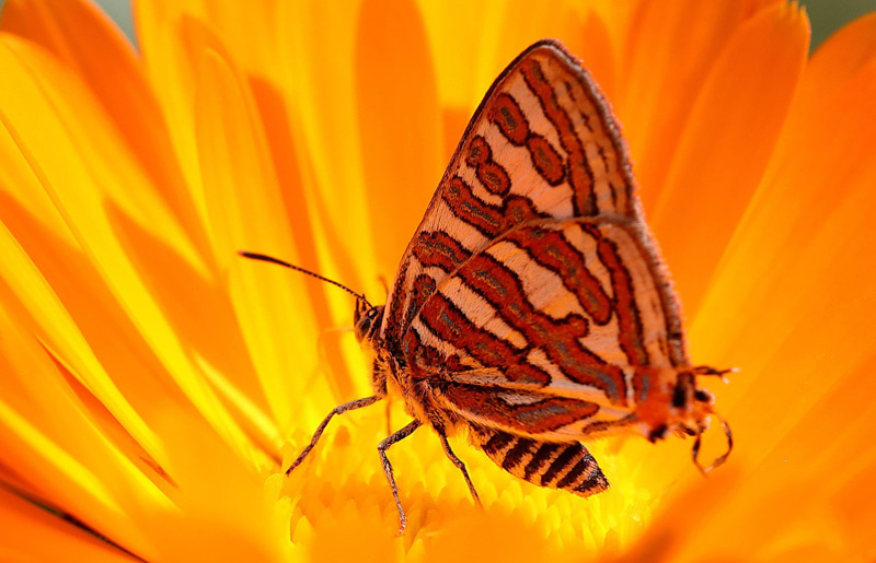 A typical silver butterfly on a flower in New Delhi; Photo Source: Theguardian; Photographer Name: Harish Tyagi