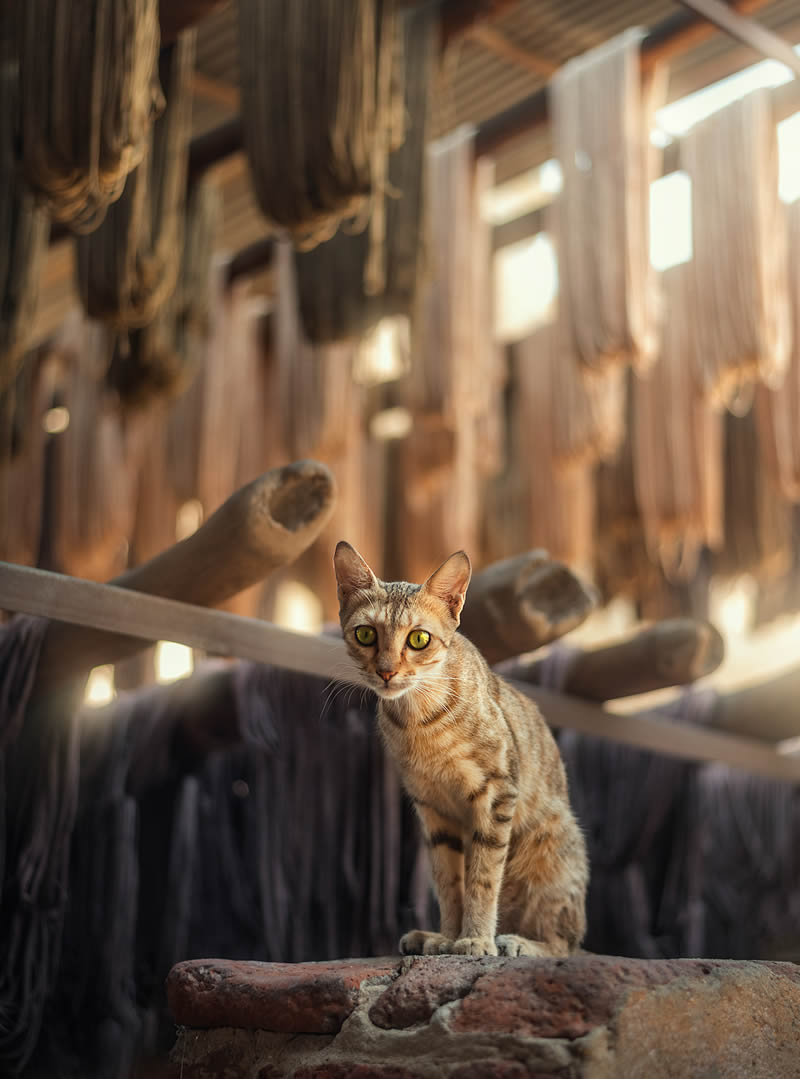 A cat on the streets of Cairo