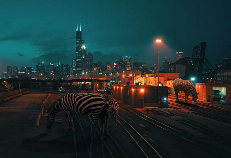 Giant zebra on the street