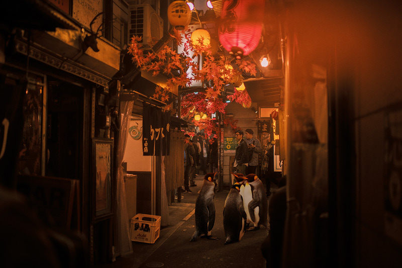 Penguins in the back alley of the city