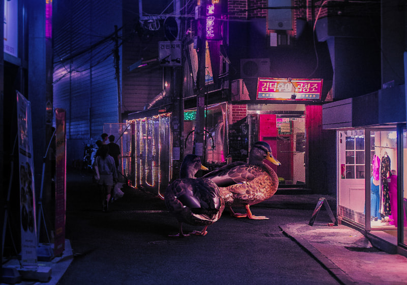 Giant ducks in the streets of the city
