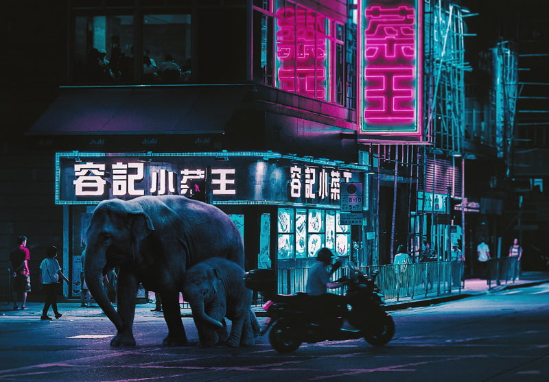 Two elephants in the middle of the street