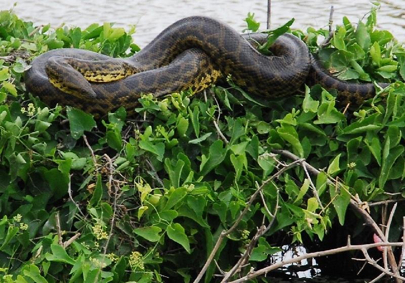 Snake Anaconda in Amazon's grasshops; Photo Source: fandom.com; Photographer: Unknown