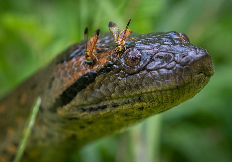 The green snake Anakonda; Photo Source: National Geographic; Photographer: Unknown