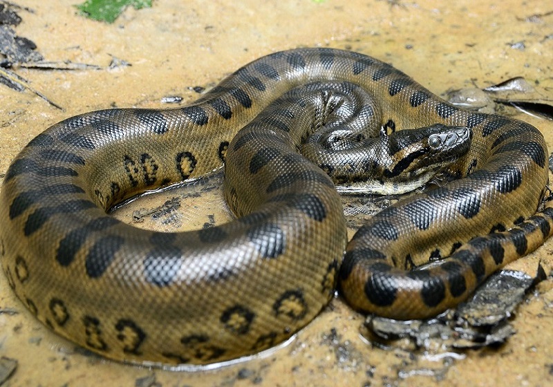 The green snake Anakonda; Photo Source: btitannica.com; Photographer: Unknown
