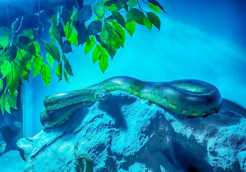 Snake Anaconda Green on a large cliff in water; Photo Source: vecteezy.com; Photographer: dsomgallery