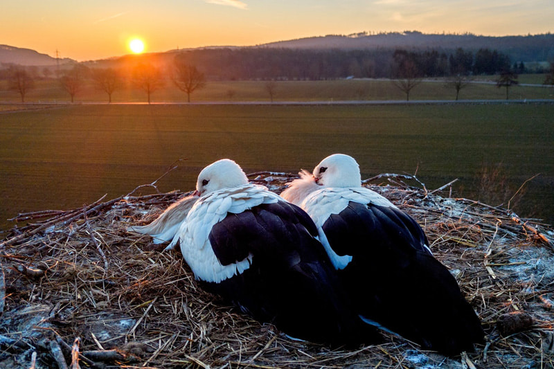 A pair of storks after enduring a cold night on a farm near Frankfurt, Germany; Photo Source: Theguardian; Photographer Name: Michael Probst