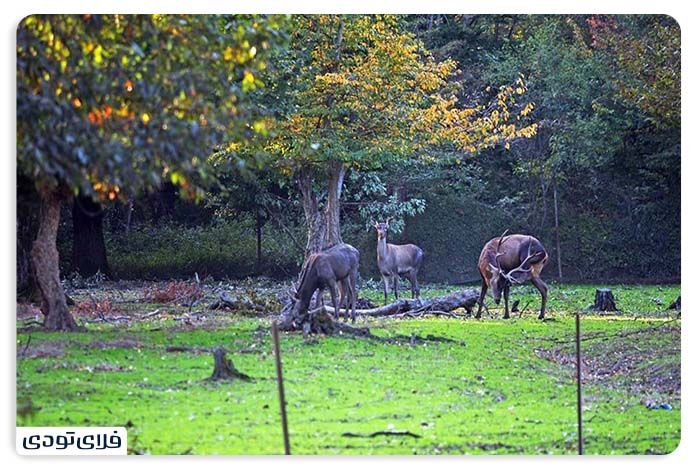 Gorgan Dining Forest
