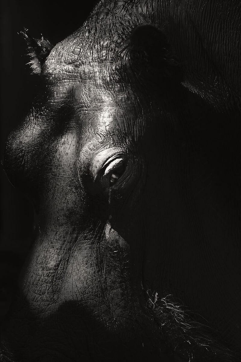 The closy photo of the blue horse's eye