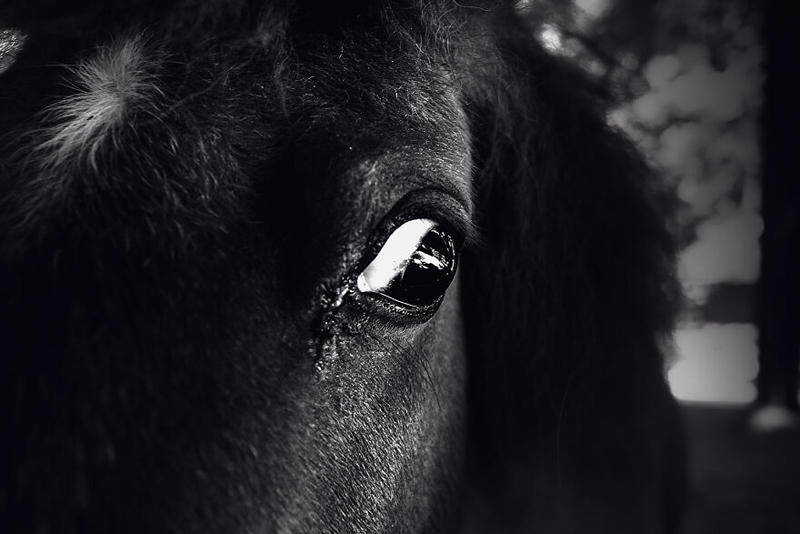 Closy photo of a horse's eye
