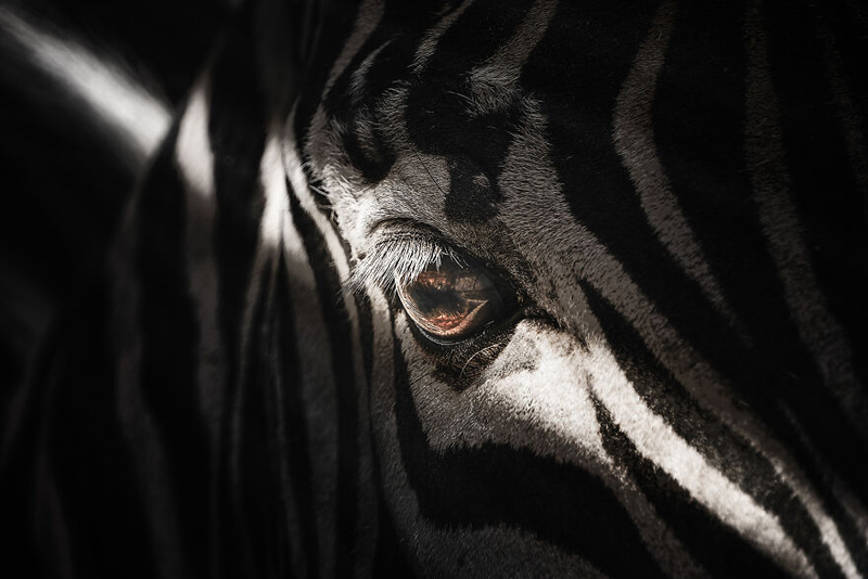 Zebra closy photo