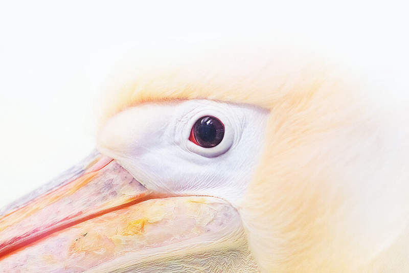 Close -up Photo of a Polican