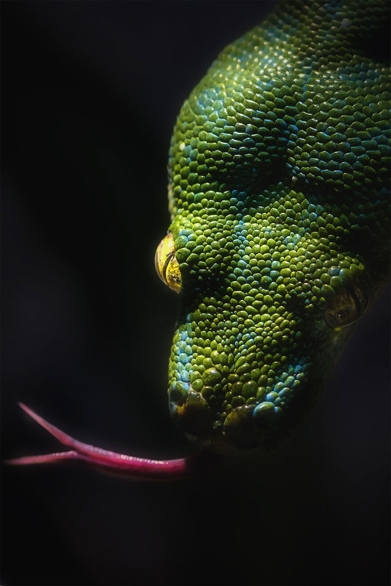 Snake clustered photo of the green snake