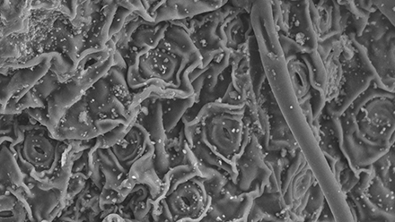 Tea brewing reduces lead inside water