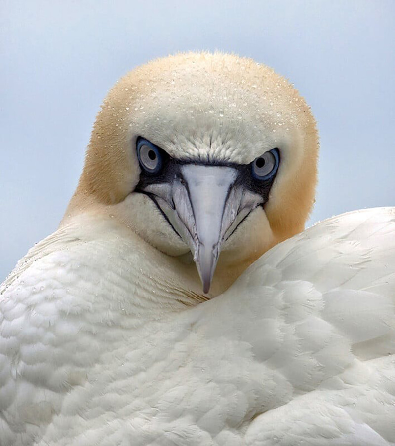 Portrait of a sea bird called Gant (gannet); Photographer: Ann Jeffray