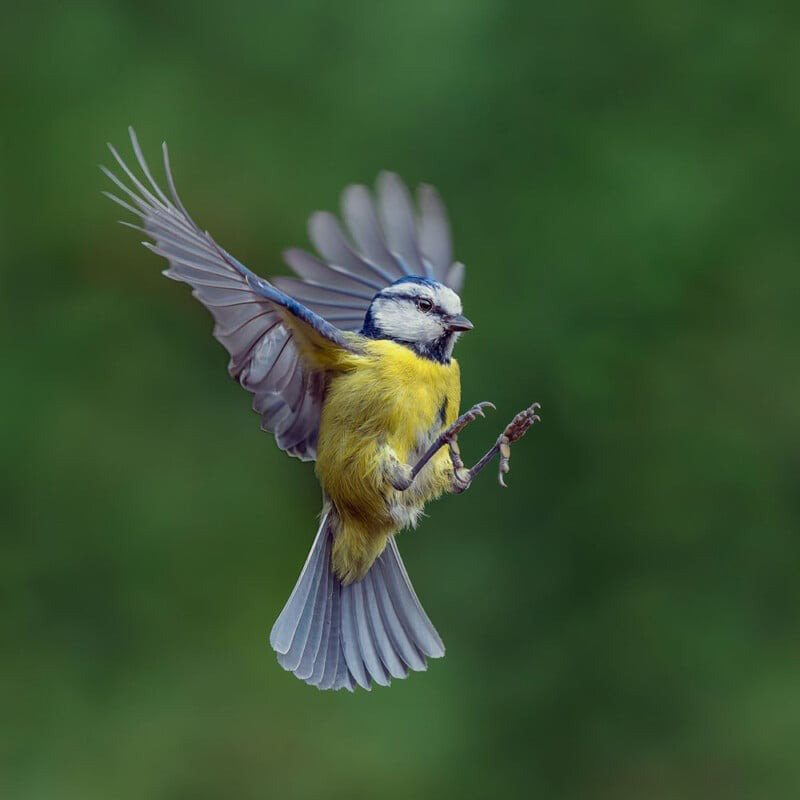 Red chest or Blue Tit; Photographer: Gray neville