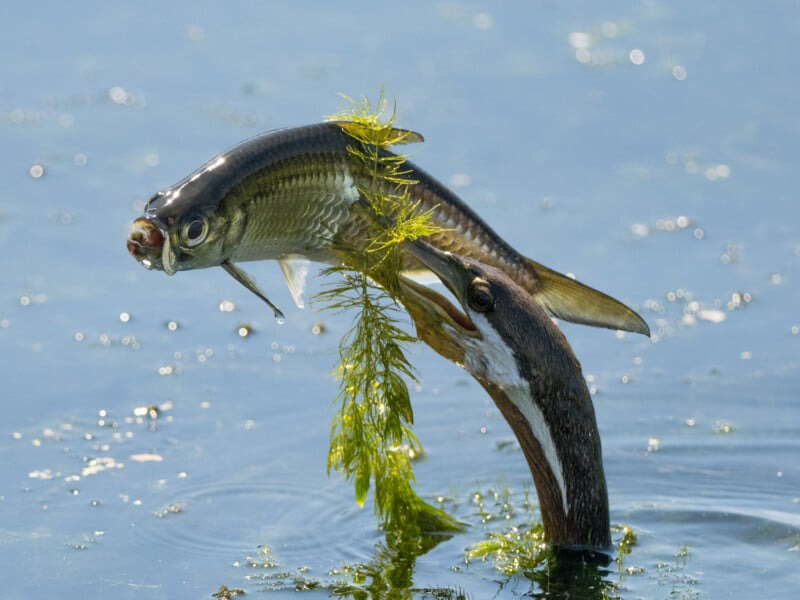 Hunting fish by the bird; Photographer: Beth Walker